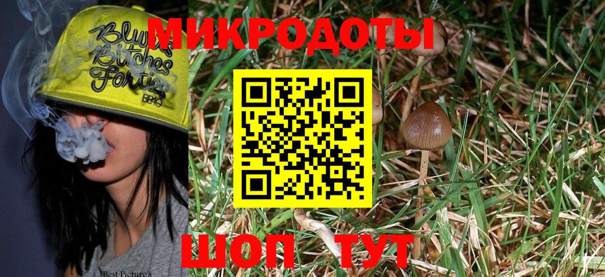 Псилоцибиновые грибы Psilocybine cubensis Великий Новгород